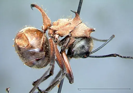Polyrhachis mindanaensis - FOCOL0081