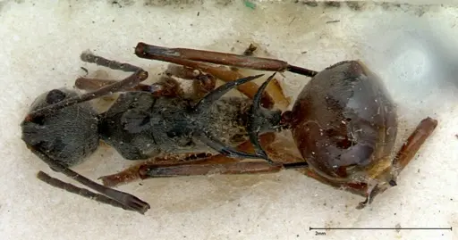 Polyrhachis mitrata specimen