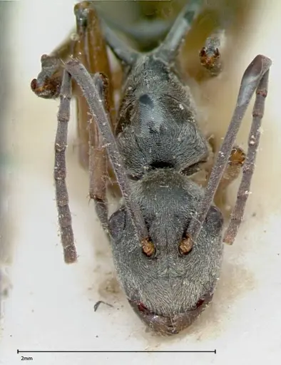 Polyrhachis mitrata specimen