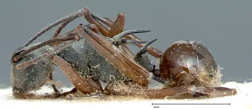 Polyrhachis mitrata specimen