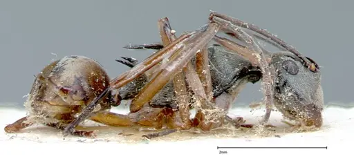 Polyrhachis mitrata - FOCOL0083