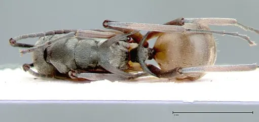Polyrhachis mitrata - FOCOL0084