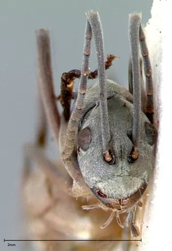 Polyrhachis mitrata - FOCOL0084