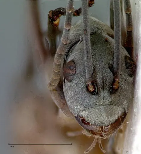 Polyrhachis mitrata - FOCOL0084