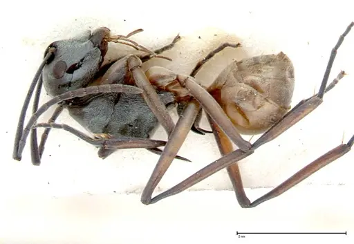 Polyrhachis mitrata - FOCOL0084