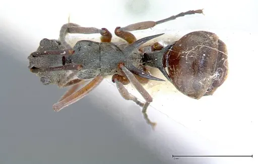 Polyrhachis mitrata - FOCOL0085