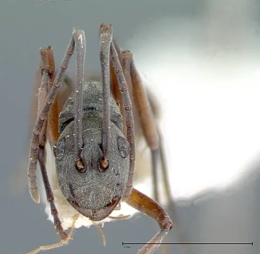 Polyrhachis mitrata - FOCOL0085
