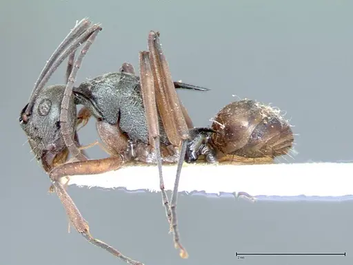 Polyrhachis mitrata - FOCOL0085
