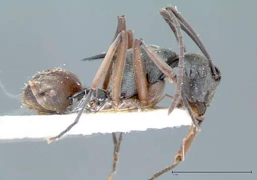 Polyrhachis mitrata - FOCOL0085
