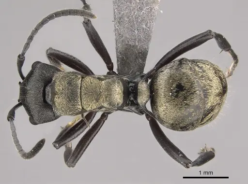 Polyrhachis mjobergi specimen