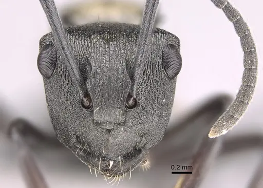 Polyrhachis mjobergi specimen