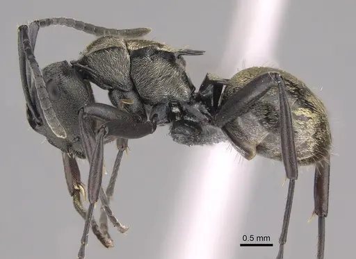 Polyrhachis mjobergi specimen