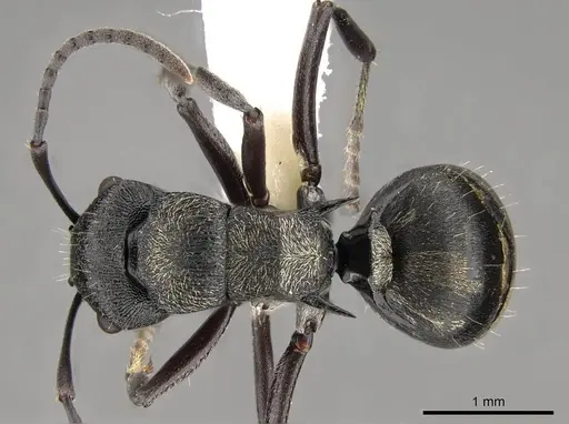 Polyrhachis mjobergi - CASENT0281423