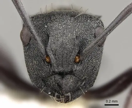 Polyrhachis mjobergi - CASENT0281423