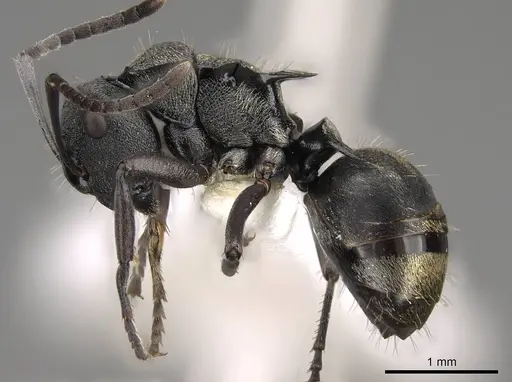 Polyrhachis mjobergi - CASENT0281423