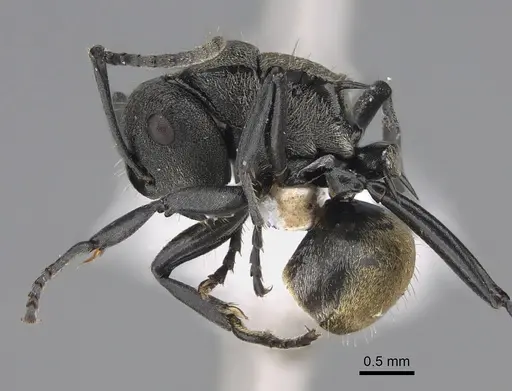 Polyrhachis mjobergi - CASENT0887802