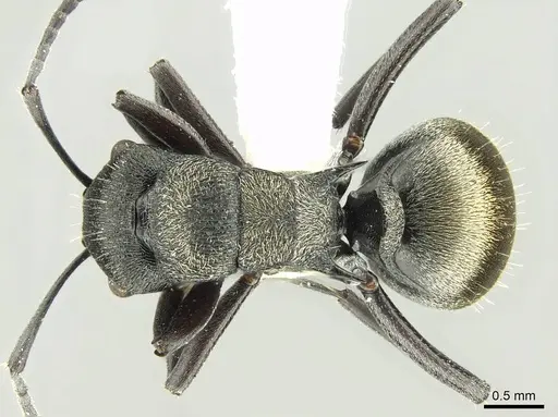 Polyrhachis mjobergi - CASENT0906727