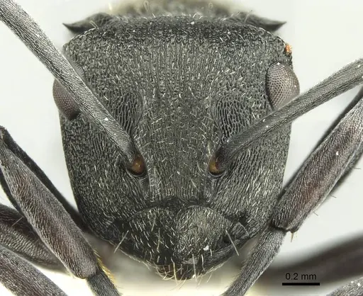 Polyrhachis mjobergi - CASENT0906727