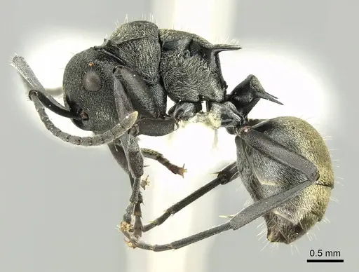 Polyrhachis mjobergi - CASENT0906727
