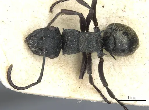 Polyrhachis mjobergi - CASENT0910839