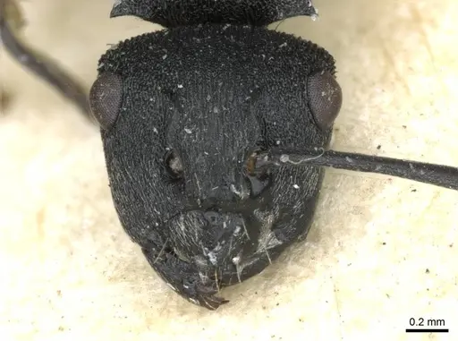 Polyrhachis mjobergi - CASENT0910839