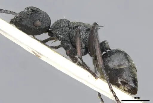 Polyrhachis mjobergi - CASENT0910839