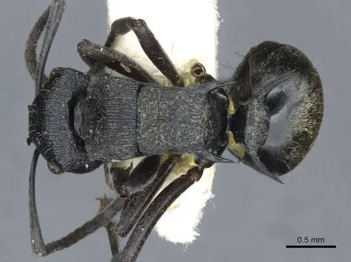Polyrhachis mjobergi - CASENT0910847
