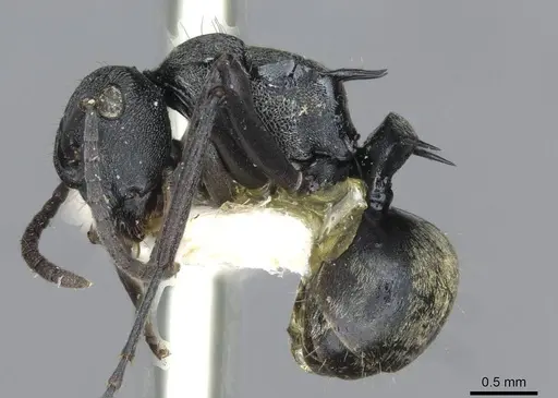 Polyrhachis mjobergi - CASENT0910847