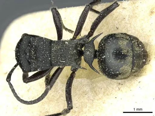 Polyrhachis mjobergi - CASENT0912113
