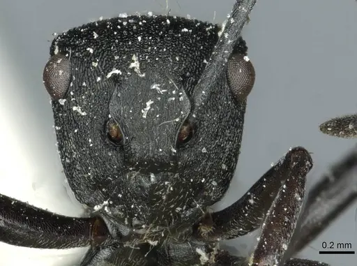 Polyrhachis mjobergi - CASENT0912113