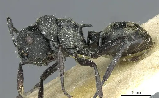 Polyrhachis mjobergi - CASENT0912113