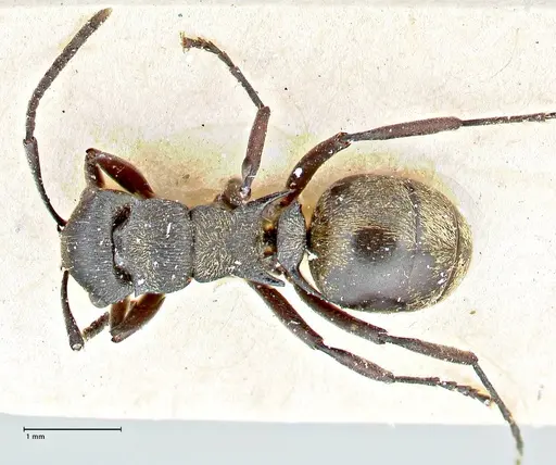 Polyrhachis mjobergi - FOCOL2939
