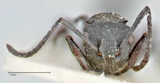 Polyrhachis mjobergi - FOCOL2939