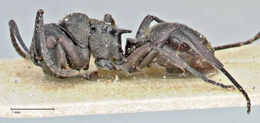 Polyrhachis mjobergi - FOCOL2939