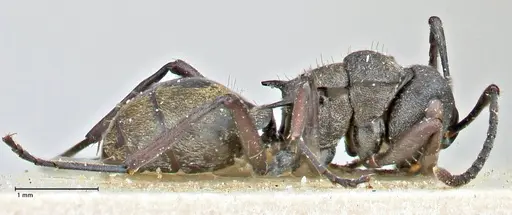 Polyrhachis mjobergi - FOCOL2939
