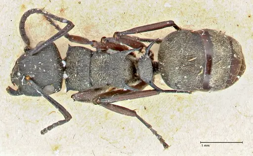 Polyrhachis mjobergi - FOCOL2940
