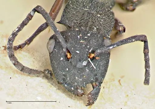 Polyrhachis mjobergi - FOCOL2940