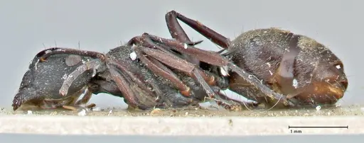 Polyrhachis mjobergi - FOCOL2940