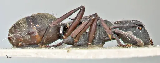 Polyrhachis mjobergi - FOCOL2940