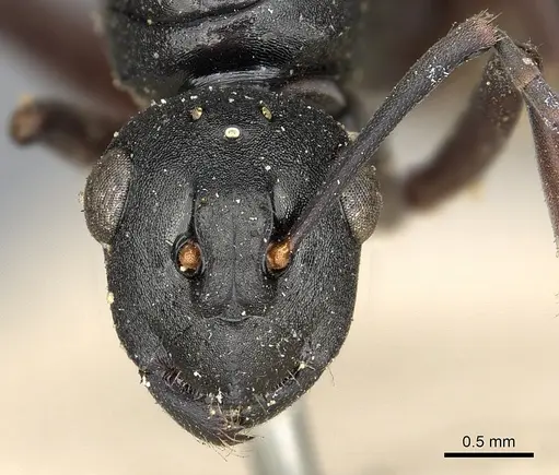 Polyrhachis modesta specimen