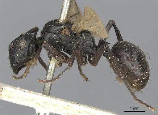 Polyrhachis modesta specimen