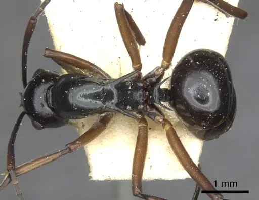 Polyrhachis moeschi specimen