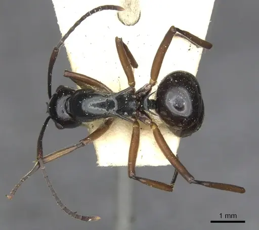 Polyrhachis moeschi specimen