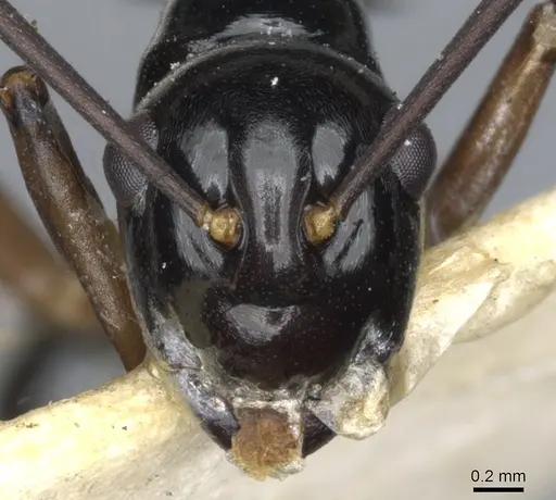 Polyrhachis moeschi specimen