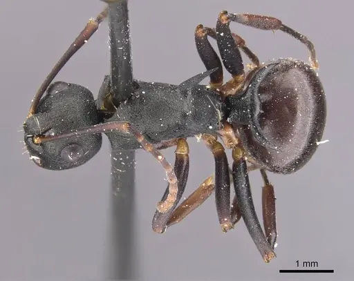 Polyrhachis moesta specimen