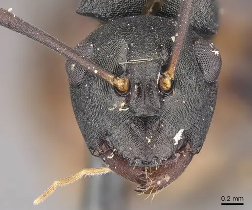 Polyrhachis moesta specimen