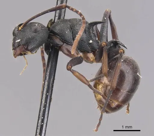 Polyrhachis moesta specimen