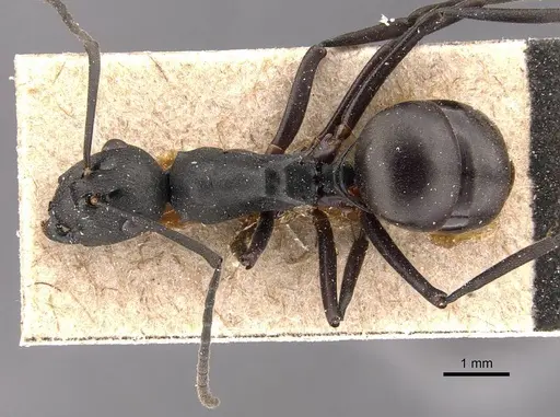 Polyrhachis moesta - CASENT0905827