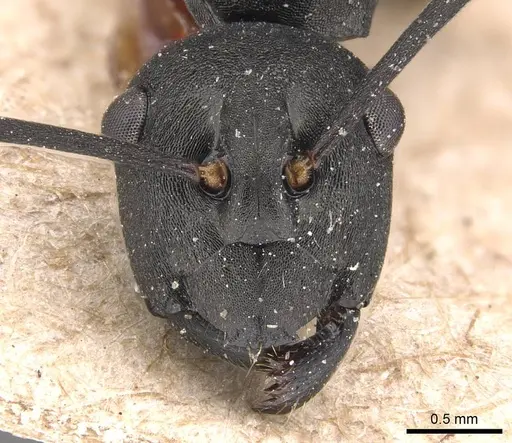 Polyrhachis moesta - CASENT0905827