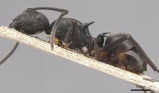 Polyrhachis moesta - CASENT0905827